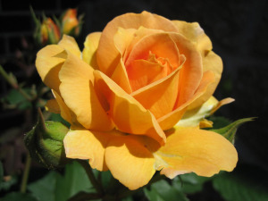 Yellow-ochre-hybrid-rose-flower-free-wallpaper-1600x1200