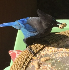 blue-bird-fullsizerender